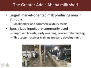 Feed storage practices and attitudes towards milk hygiene in the Greater Addis Ababa milk shed