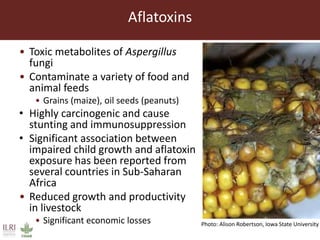 Feed storage practices and awareness of aflatoxins in the Greater Addis Ababa milk shed