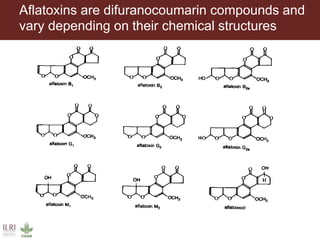 Aflatoxins are difuranocoumarin compounds and
vary depending on their chemical structures
 