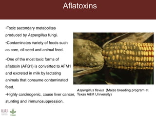 Aflatoxins
Aspergillus flavus (Maize breeding program at
Texas A&M University)
•Toxic secondary metabolites
produced by Aspergillus fungi.
•Contaminates variety of foods such
as corn, oil seed and animal feed.
•One of the most toxic forms of
aflatoxin (AFB1) is converted to AFM1
and excreted in milk by lactating
animals that consume contaminated
feed.
•Highly carcinogenic, cause liver cancer,
stunting and immunosuppression.
 