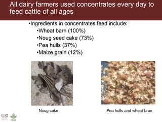 All dairy farmers used concentrates every day to
feed cattle of all ages
•Ingredients in concentrates feed include:
•Wheat barn (100%)
•Noug seed cake (73%)
•Pea hulls (37%)
•Maize grain (12%)
Noug cake
W
Pea hulls and wheat bran
 