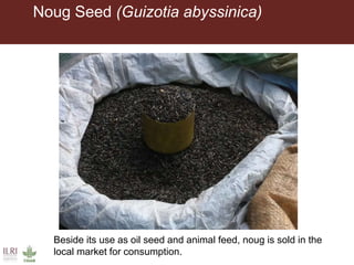 Noug Seed (Guizotia abyssinica)
Beside its use as oil seed and animal feed, noug is sold in the
local market for consumption.
 