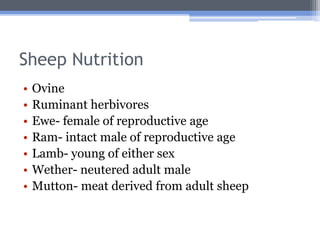 Sheep Nutrition
•   Ovine
•   Ruminant herbivores
•   Ewe- female of reproductive age
•   Ram- intact male of reproductive age
•   Lamb- young of either sex
•   Wether- neutered adult male
•   Mutton- meat derived from adult sheep
 