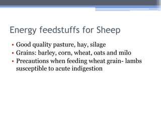 Energy feedstuffs for Sheep
• Good quality pasture, hay, silage
• Grains: barley, corn, wheat, oats and milo
• Precautions when feeding wheat grain- lambs
  susceptible to acute indigestion
 