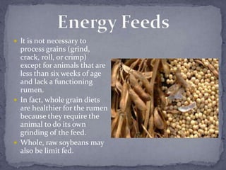  It is not necessary to
  process grains (grind,
  crack, roll, or crimp)
  except for animals that are
  less than six w...
