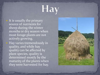  It is usually the primary
  source of nutrients for
  sheep during the winter
  months or dry season when
  most forage plants are not
  actively growing.
 Hay varies tremendously in
  quality, and while hay
  quality can be affected by
  plant species, quality is
  determined mostly by the
  maturity of the plants when
  they were harvested for hay.
 