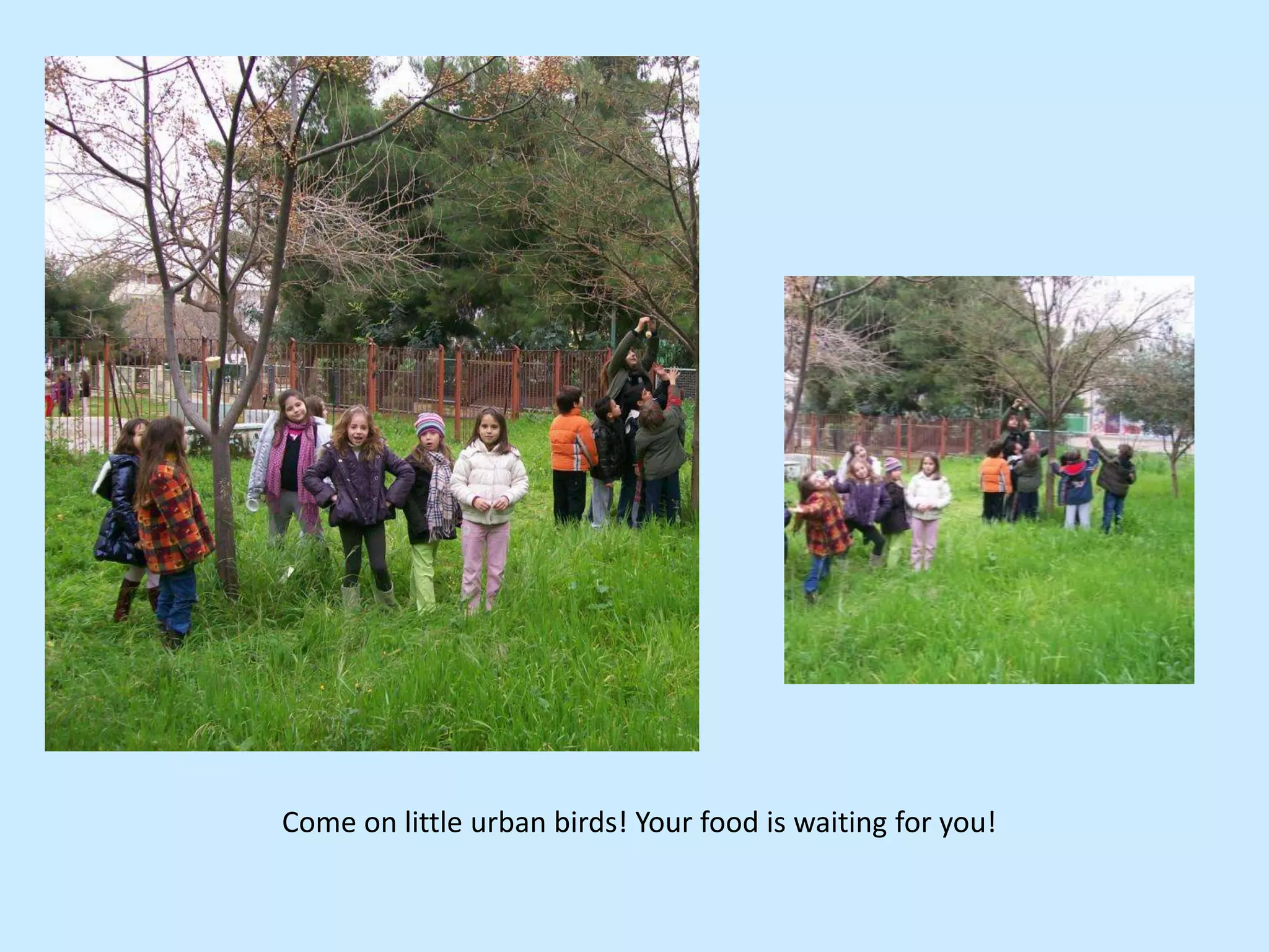 Come on little urban birds! Your food is waiting for you!
