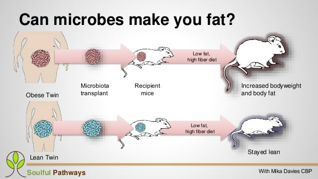 Image result for gut microbiome and obesity