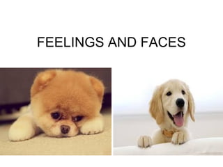 FEELINGS AND FACES
 