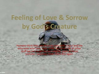 Feeling of Love & Sorrow by God's Creature Humans think they are the only ones with a soul and the only ones who love, care, suffer loss and a lot of other stuff we are taught by our religion. Look at these pictures - you may never think this again  