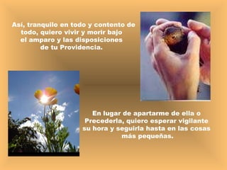 Así, tranquilo en todo y contento de todo, quiero vivir y morir bajo  el amparo y las disposiciones  de tu Providencia.  En lugar de apartarme de ella o  Precederla, quiero esperar vigilante  su hora y seguirla hasta en las cosas  más pequeñas. 