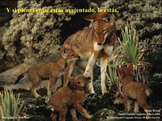 Y si piensas que estás avejentado, lo estás.