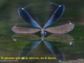 Si piensas que no te atreves, no lo harás.