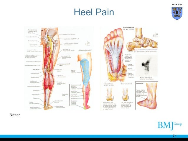 Anatomy of Feet