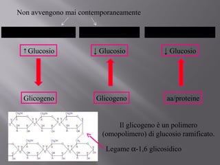 Non avvengono mai contemporaneamente 
GLICOGENOSINTESI GLICOGENOLISI 
↑Glucosio 
Glicogeno 
↓ Glucosio 
Glicogeno 
GLUCONEOGENESI 
↓ Glucosio 
aa/proteine 
Il glicogeno è un polimero 
(omopolimero) di glucosio ramificato. 
Legame a-1,6 glicosidico 
 