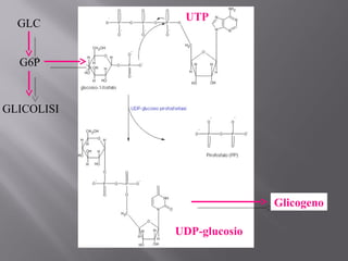 GLC 
G6P 
GLICOLISI 
UTP 
UDP-glucosio 
Glicogeno 
 