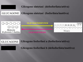Glicogeno sintetasi (defosforilata/attiva) 
Glicogeno sintetasi (fosforilata/inattiva) 
GLICOGENOSINTESI 
GLICOGENOLISI 
Glicogeno fosforilasi a (fosforilata/attiva) 
Glicogeno fosforilasi b (defosforilata/inattiva) 
INSULINA 
GLUCAGONE 
GLUCAGONE 
INSULINA 
 