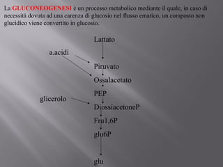 La GLUCONEOGENESI è un processo metabolico mediante il quale, in caso di 
necessità dovuta ad una carenza di glucosio nel flusso ematico, un composto non 
glucidico viene convertito in glucosio. 
Lattato 
Piruvato 
Ossalacetato 
PEP 
DiossiacetoneP 
Fru1,6P 
glu6P 
glu 
a.acidi 
glicerolo 
 