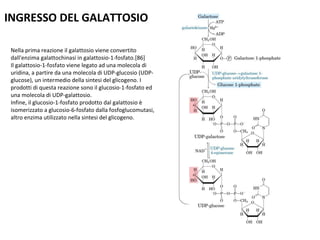 INGRESSO DEL GALATTOSIO 
Nella prima reazione il galattosio viene convertito 
dall'enzima galattochinasi in galattosio-1-fosfato.[86] 
Il galattosio-1-fosfato viene legato ad una molecola di 
uridina, a partire da una molecola di UDP-glucosio (UDP-glucose), 
un intermedio della sintesi del glicogeno. I 
prodotti di questa reazione sono il glucosio-1-fosfato ed 
una molecola di UDP-galattosio. 
Infine, il glucosio-1-fosfato prodotto dal galattosio è 
isomerizzato a glucosio-6-fosfato dalla fosfoglucomutasi, 
altro enzima utilizzato nella sintesi del glicogeno. 
 