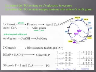 La sintesi dei TG avviene se c’è glucosio in eccesso 
La sintesi dei TG avviene sempre assieme alla sintesi di acidi grassi 
glicolisi 
atomi C pari 
Attivazione degli acidi grassi 
 