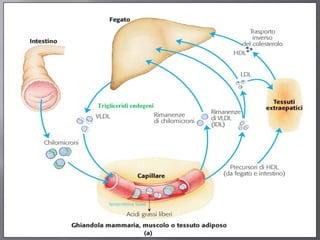 Trigliceridi endogeni 
 