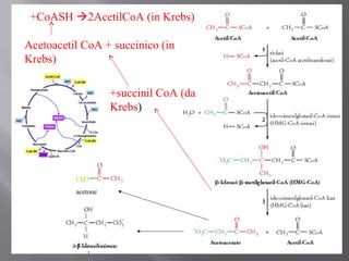 +CoASH 2AcetilCoA (in Krebs) 
Acetoacetil CoA + succinico (in 
Krebs) 
CH3 
acetone 
+succinil CoA (da 
Krebs) 
 