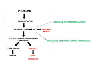 GLICOGENO 
REAZIONE DI TRANSAMINAZIONE 
RIMOZIONE DELL’AZOTO COME AMMONIACA 
 