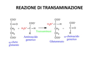 REAZIONE DI TRANSAMINAZIONE 
 