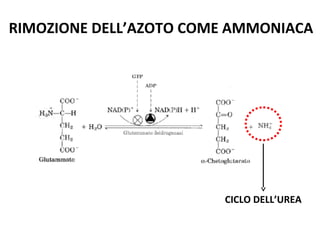RIMOZIONE DELL’AZOTO COME AMMONIACA 
CICLO DELL’UREA 
 
