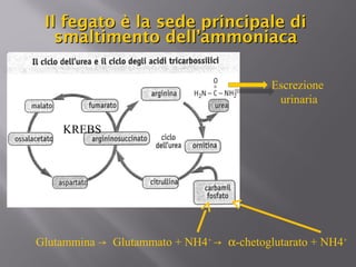 Il fegato è llaa sseeddee pprriinncciippaallee ddii 
ssmmaallttiimmeennttoo ddeellll’’aammmmoonniiaaccaa 
Escrezione 
urinaria 
KREBS 
Glutammina → Glutammato + NH4+ → a-chetoglutarato + NH4+ 
 
