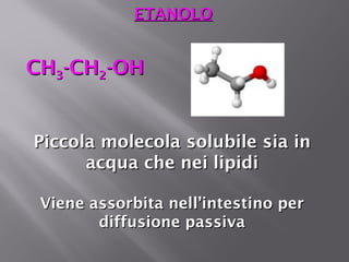 EETTAANNOOLLOO 
CCHH33--CCHH22--OOHH 
PPiiccccoollaa mmoolleeccoollaa ssoolluubbiillee ssiiaa iinn 
aaccqquuaa cchhee nneeii lliippiiddii 
VViieennee aassssoorrbbiittaa nneellll’’iinntteessttiinnoo ppeerr 
ddiiffffuussiioonnee ppaassssiivvaa 
 