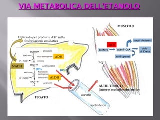 VIA METABOLICA DDEELLLL’’EETTAANNOOLLOO 
Utilizzato per produrre ATP nella 
FEGATO 
SANGUE 
MUSCOLO 
ADH 
ALDH 
ACS 
NADH 
fosforilazione ossidativa 
acetato 
ALTRI TESSUTI 
(cuore e muscolo scheletrico) 
acetaldeide 
90% 10% 
 