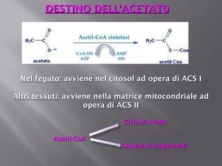DDEESSTTIINNOO DDEELLLL’’AACCEETTAATT00 
Acetil-CoA sintetasi 
CoA-SH 
ATP 
AMP 
PPi 
- 
NNeell ffeeggaattoo:: aavvvviieennee nneell cciittoossooll aadd ooppeerraa ddii AACCSS II 
AAllttrrii tteessssuuttii:: aavvvviieennee nneellllaa mmaattrriiccee mmiittooccoonnddrriiaallee aadd 
ooppeerraa ddii AACCSS IIII 
AAcceettiill--CCooAA 
CCiicclloo ddii kkrreebbss 
SSiinntteessii ddii ttrriigglliicceerriiddii 
 