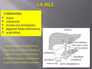 LLAA BBIILLEE 
Composizione 
 acqua 
 colesterolo 
 lecitina (un fosfolipide) 
 pigmenti biliari (bilirubina) 
 acidi biliari 
Gli acidi biliari sono sintetizzati nel 
fegato (epatociti) e inclusi nella bile, la 
quale verrà secreta nel duodeno per 
facilitare la digestione e l'assorbimento 
dei grassi e delle vitamine liposolubili. 
 
