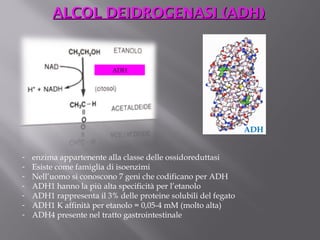 AALLCCOOLL DDEEIIDDRROOGGEENNAASSII ((AADDHH)) 
- enzima appartenente alla classe delle ossidoreduttasi 
- Esiste come famiglia di isoenzimi 
- Nell’uomo si conoscono 7 geni che codificano per ADH 
- ADH1 hanno la più alta specificità per l’etanolo 
- ADH1 rappresenta il 3% delle proteine solubili del fegato 
- ADH1 K affinità per etanolo = 0,05-4 mM (molto alta) 
- ADH4 presente nel tratto gastrointestinale 
ADH 
ADH 
 