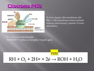 Si trova legato alla membrana del 
REL e alla membrana mitocondriale 
interna (microsomi), tramite N-term 
idrofobico. 
P = indica la sottofamiglia 
NUMERO = indica la famiglia/singolo gene 
P450 
CCiittooccrroommoo PP445500 
RRHH ++ OO2 + 2H+ + 2é → ROH + H2O 
 