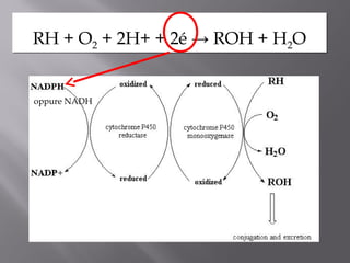 RRHH ++ OO2 + 2H+ + 2é → ROH + H2O 
oppure NADH 
 