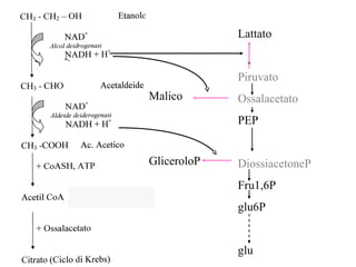 Lattato 
Piruvato 
Ossalacetato 
PEP 
DiossiacetoneP 
Fru1,6P 
glu6P 
glu 
Malico 
GliceroloP 
 