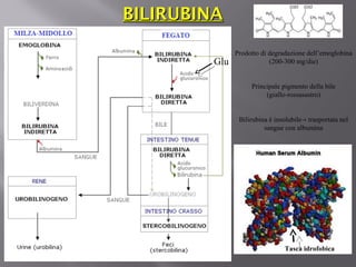 BBIILLIIRRUUBBIINNAA 
Prodotto di degradazione dell’emoglobina 
(200-300 mg/die) 
Principale pigmento della bile 
(giallo-rossasastro) 
Bilirubina è insolubile→ trasportata nel 
sangue con albumina 
Tasca idrofobica 
Glu 
 