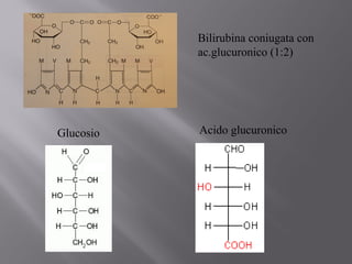 Bilirubina coniugata con 
ac.glucuronico (1:2) 
Glucosio Acido glucuronico 
 