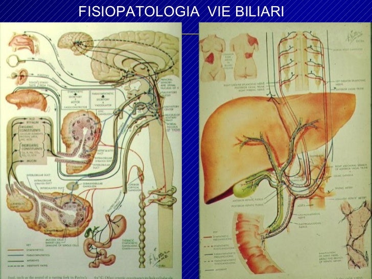 Ecocolordoppler Fegato E Vie Biliari Fegato Colecisti