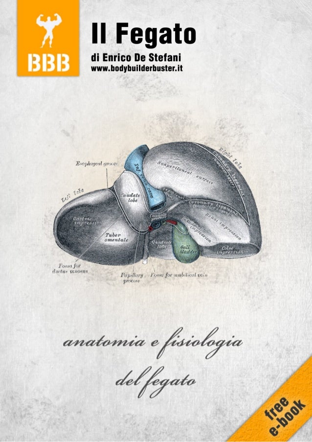 Anatomia Del Fegato