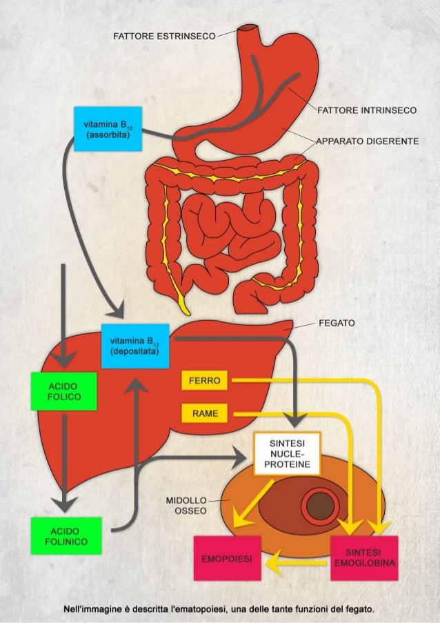 Anatomia Del Fegato