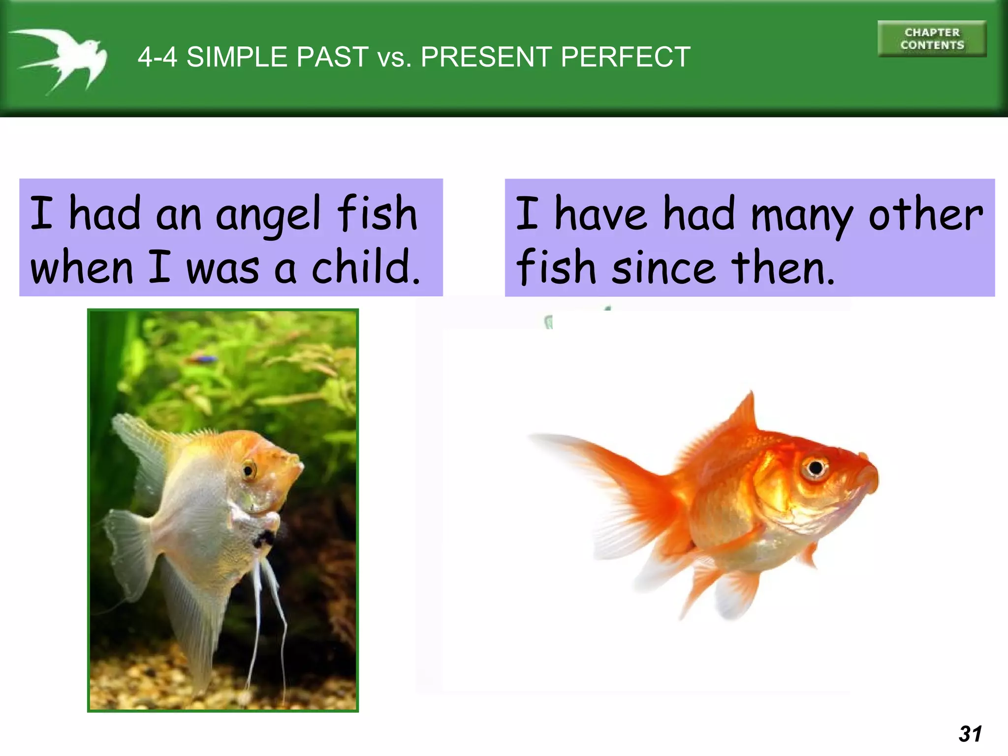 31 
4-4 SIMPLE PAST vs. PRESENT PERFECT 
I had an angel fish 
when I was a child. 
I have had many other 
fish since then. 
 