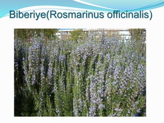 Biberiye(Rosmarinus officinalis)
 