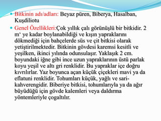  Bitkinin adı/adları: Beyaz püren, Biberya, Hasalban,
Kuşdiliotu
 Genel Özellikleri:Çok yıllık çalı görünüşlü bir bitkidir. 2
m‘ ye kadar boylanabildiği ve kışın yapraklarını
dökmediği için bahçelerde süs ve çit bitkisi olarak
yetiştirilmektedir. Bitkinin gövdesi karemsi kesitli ve
yeşilken, ikinci yılında odunsulaşır. Yaklaşık 2 cm.
boyundaki iğne gibi ince uzun yapraklarının üstü parlak
koyu yeşil ve altı gri renklidir. Bu yapraklar içe doğru
kıvrılırlar. Yaz boyunca açan küçük çiçekleri mavi ya da
eflatuni renklidir. Tohumları küçük, yağlı ve sari-
kahverengidir. Biberiye bitkisi, tohumlarıyla ya da ağır
büyüdüğü için gövde kalemleri veya daldırma
yöntemleriyle çogaltılır.
 