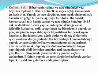  Kullanış Şekli: Biberiyenin yaprak ve taze sürgünleri yaz
boyunca toplanır. Bitkinin tıbbi etkisi, çiçek açtığı zamanlarda
en fazla olur. Yaprak ve ince sürgünler, aşırı sıcak olmayan, çok
havadar ve gölge bir yerde ağır ağır kurutulur. Bir bardak
kaynar suya l tatlı kaşığı yaprak ve taze sürgün konulup 10-15
dakika demlendirilerek yapılan infuzyon istendiği kadar
içilebilir.Burkulma, ezik ve agrılarda ise biberiyenin yaprak ve
genç sürgünleri suya atılıp iyice kaynatılarak bir dekoksiyon
hazırlanır. Bu dekoksiyon, ağrılı yerler ya da saç dipleri elle
iyice ovularak deriye yedirilir. Bir bez torbaya konulan biberiye
yaprak ve taze sürgünleri banyo musluğunun altına asılarak
üzerine sıcak su akıtılıp böylece doldurulan küvette banyo
yapıldığında cildi derinden temizler, teni kayganlaştırır ve
güzelleştirir. Şampuanla yıkanmaktan yıpranan saçları
canlandırır. Bitkinin yaprak ve genç sürgünleri ezilerek yapılan
lapa, kırışıklıkları gidererek cildi güzelleştirir
 