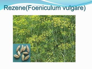 Rezene(Foeniculum vulgare)
 