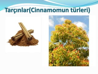 Tarçınlar(Cinnamomun türleri)
 