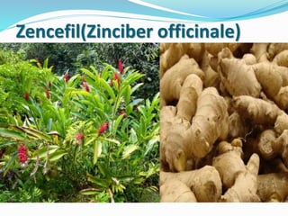 Zencefil(Zinciber officinale)
 